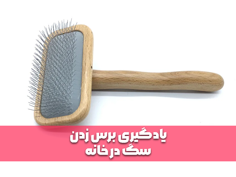 یادگیری برس زدن سگ در خانه